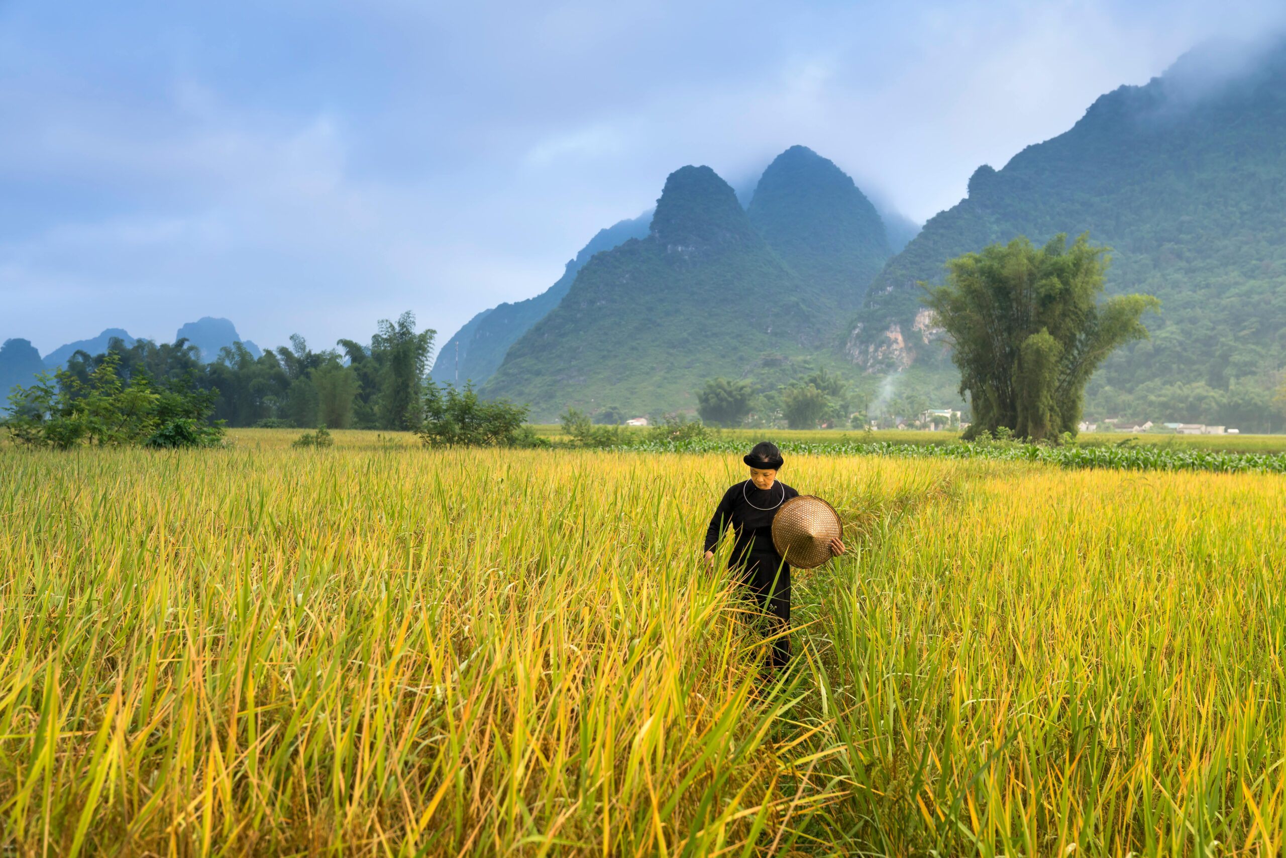 A person walking through lush rice fields with striking mountains in the background.