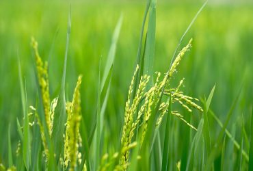 paddy field, rice field, rice farm, agriculture, nature, paddy field, paddy field, paddy field, paddy field, rice field, rice field, rice field, rice field, rice field