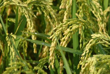 ears, rice, grains, summer, agriculture, cultivation, nature, cereals, rice, rice, rice, rice, rice