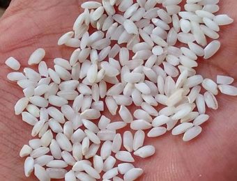 indian-medium-grain-round-rice-2022185