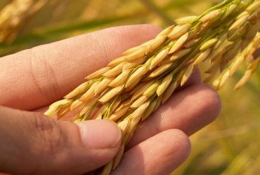 Detailed image of a hand gently cradling ripe rice grains, symbolizing harvest and agriculture.