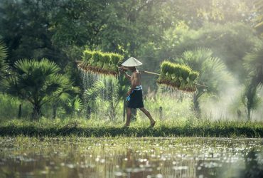 Asian farmer in traditional hat carrying harvested rice bundles in lush countryside. Summer scene.